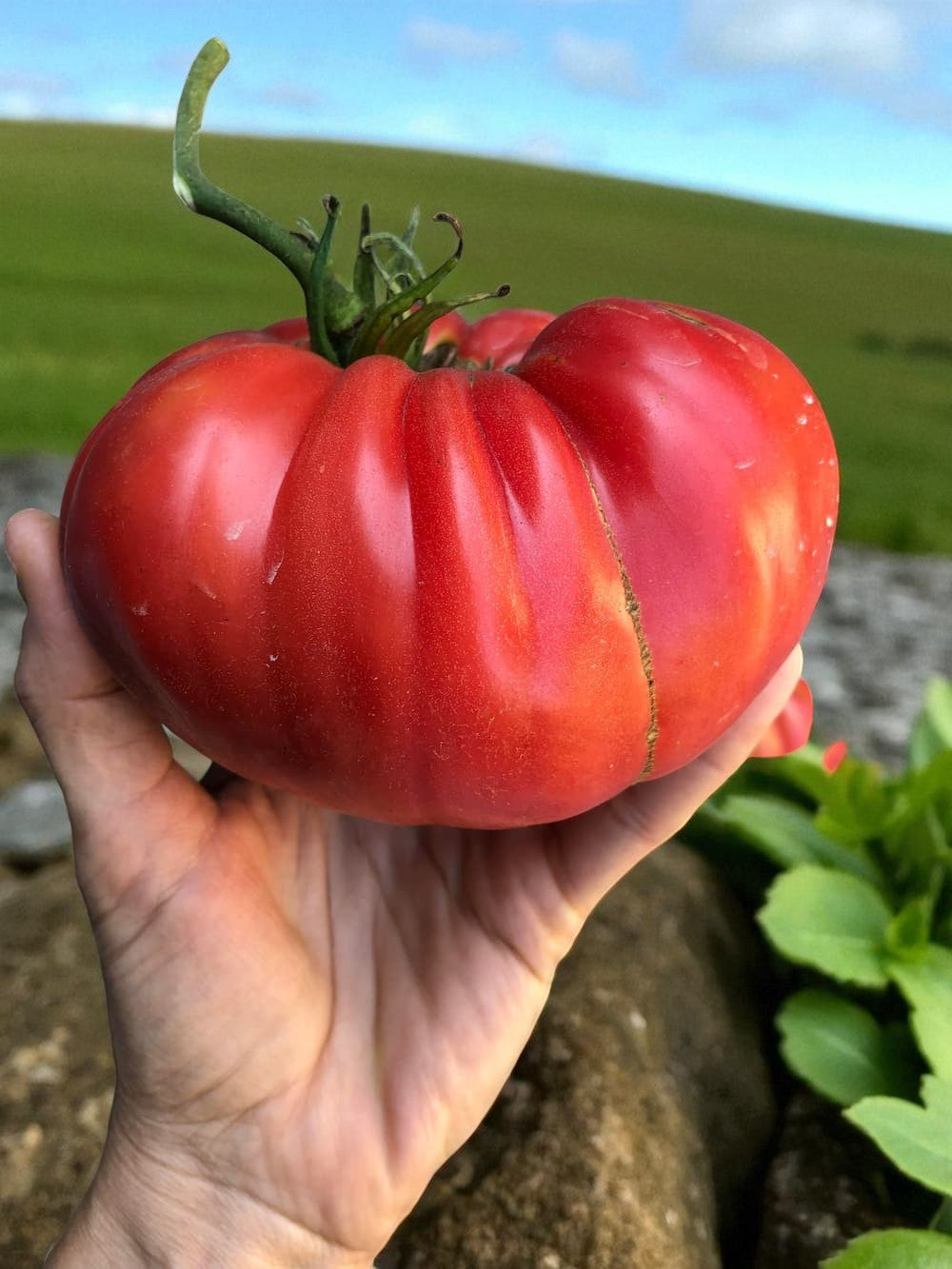 Tomate pastèque géante