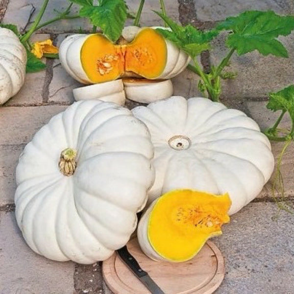 White Flat Boer Ford Pumpkin Seeds - Casa Verde Seeds