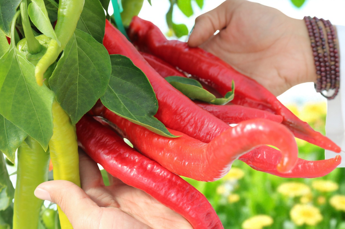 Poivre de Cayenne Wildcat (F1)