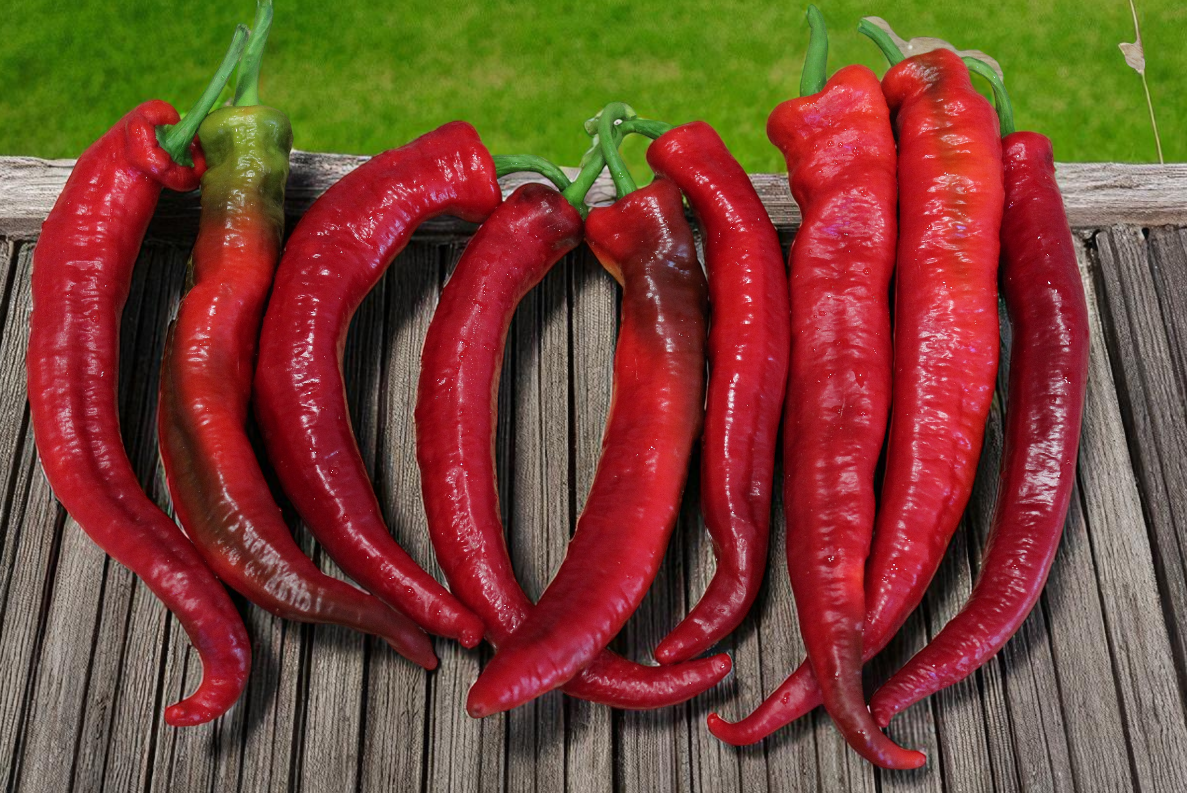 Poivre de Cayenne Wildcat (F1)
