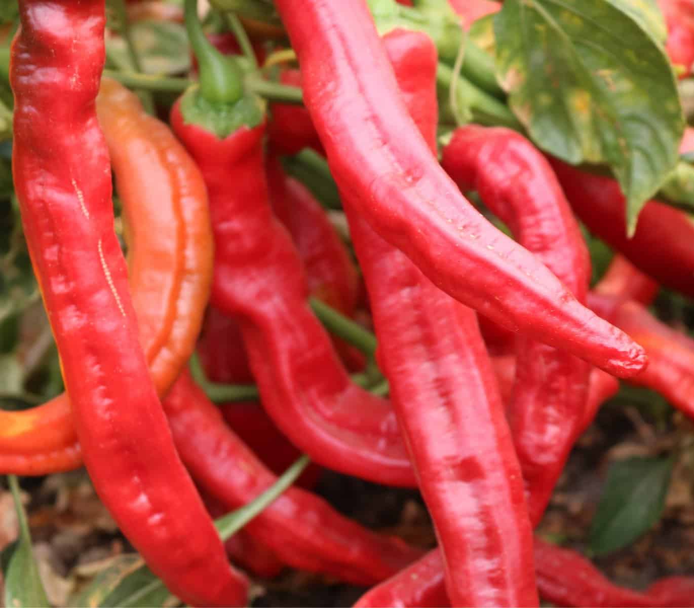 Poivre de Cayenne Wildcat (F1)