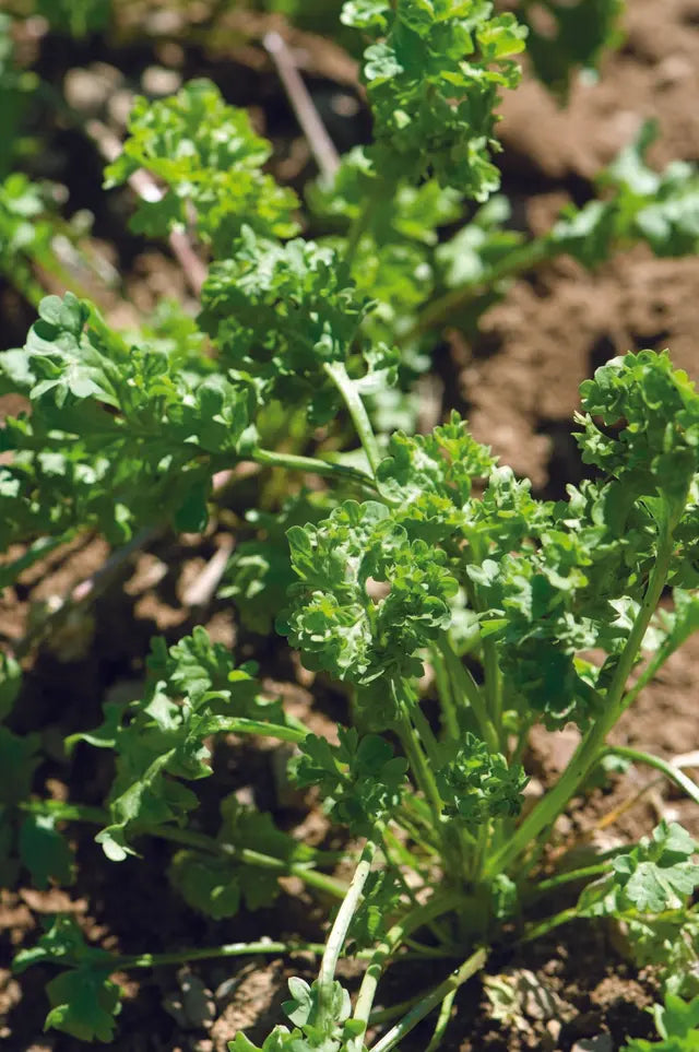 Wrinkled Crinkled Crumpled cress seeds - ruffled peppery salad green