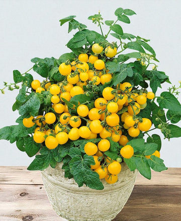 Tomate micro-naine jaune Canari