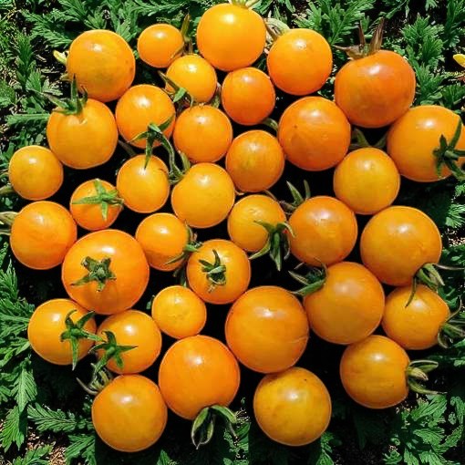 Tomate micro-naine jaune Canari