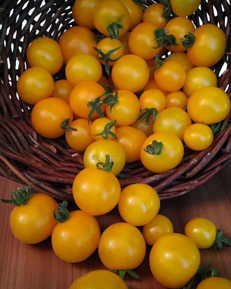 Tomate micro-naine jaune Canari