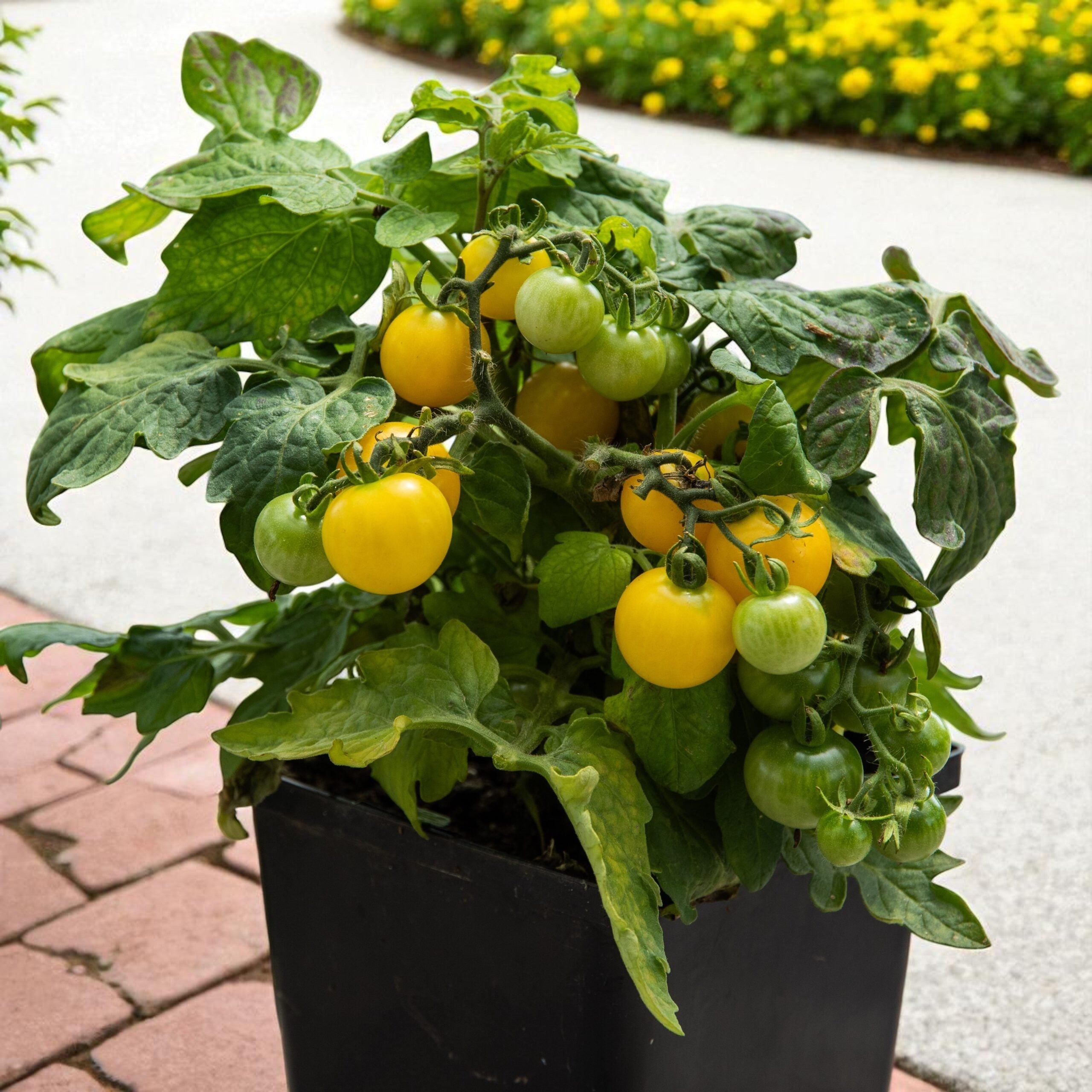 Tomate micro-naine jaune Canari