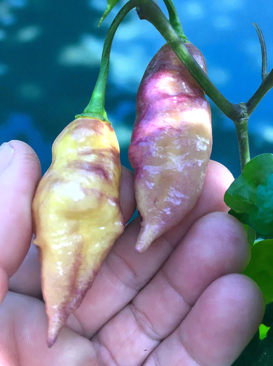 Yellow Tiger Pepper