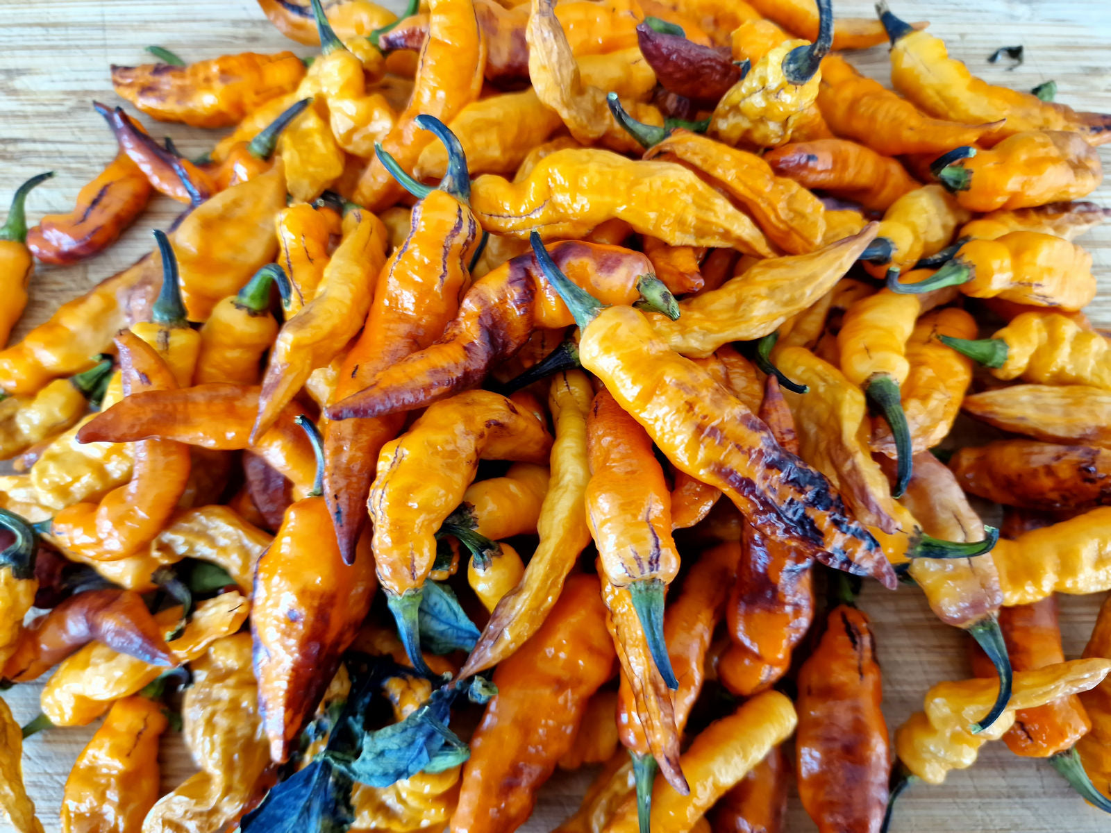 Yellow Tiger Pepper