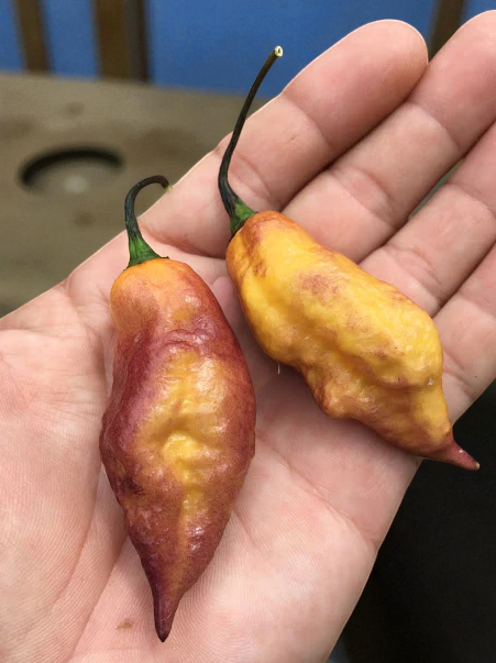 Yellow Tiger Pepper