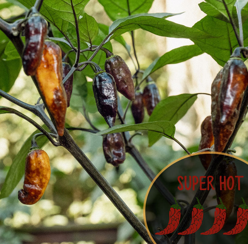 Yellow Tiger Pepper