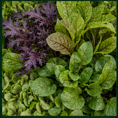 Culinary Greens