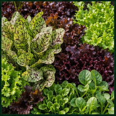 Lettuce & Salad