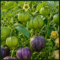 Squash & Zucchini