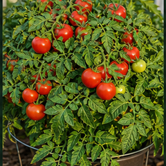 Determinate (bush)