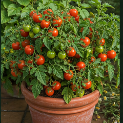 Dwarf & patio
